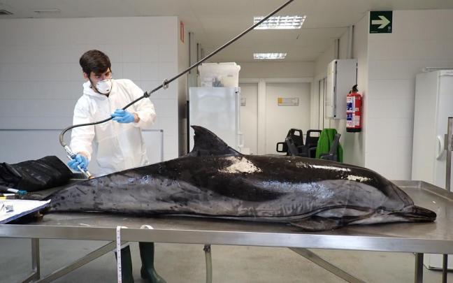 El biólogo usurbildarra Denis Benito, en la imagen, recomienda avisar inmediatamente al 112 en caso de ver animales marinos varados.	[Fotos: Cedidas]