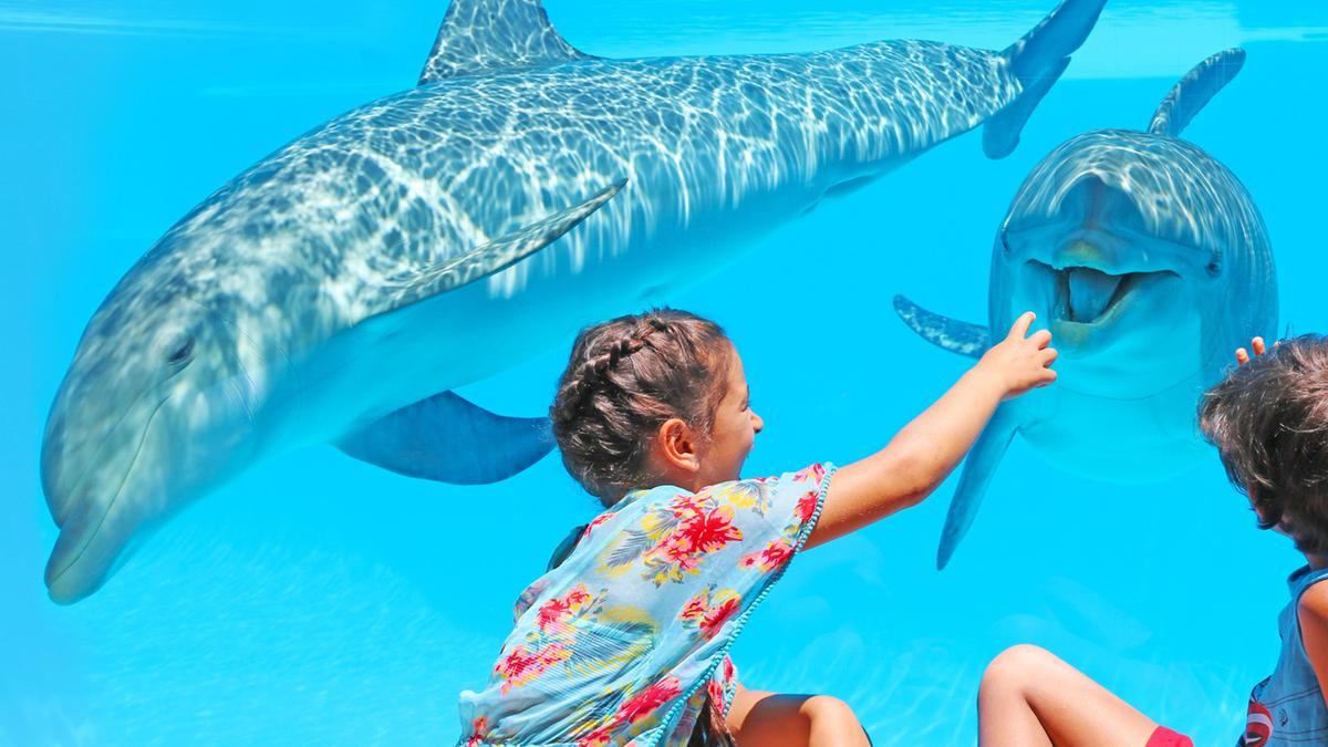 Dos menores difrutan en el delfinario del parque temático Zoomerine Algarve.