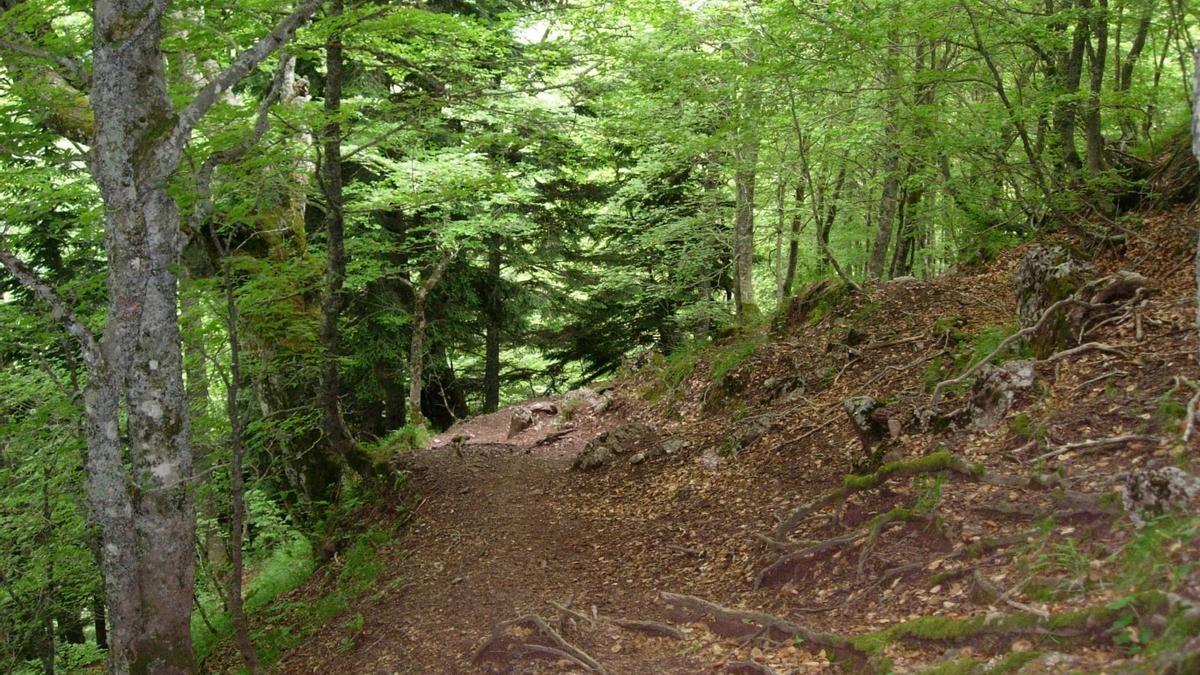 Nos esperan unos bosques preciosos