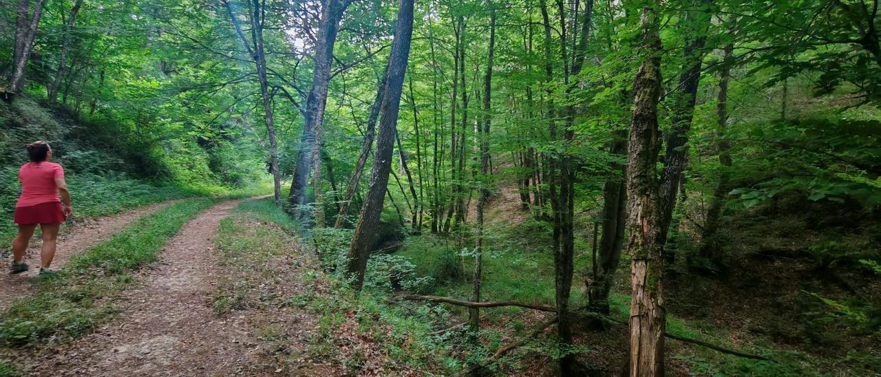 Atravesando el bosque camino de Bajauri