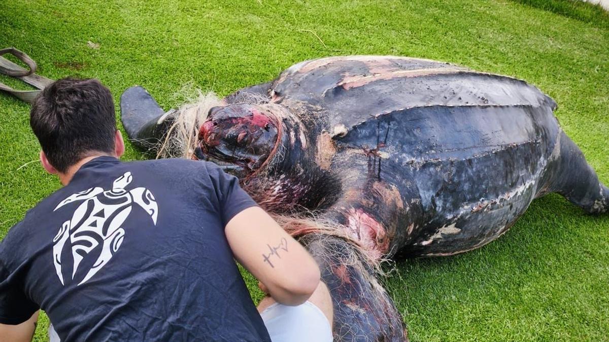 La tortuga laúd aparecida muerta en la playa del Parador de El Saler, en el Parque Natural de L'Albufera (Valencia).