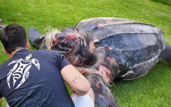 La tortuga laúd aparecida muerta en la playa del Parador de El Saler, en el Parque Natural de L'Albufera (Valencia). / Xaloc Mar La tortuga laúd aparecida muerta en la playa del Parador de El Saler, en el Parque Natural de L'Albufera (Valencia).