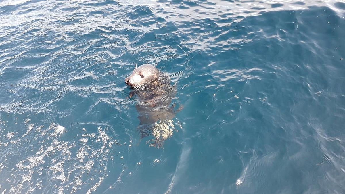 Ejemplar de foca.