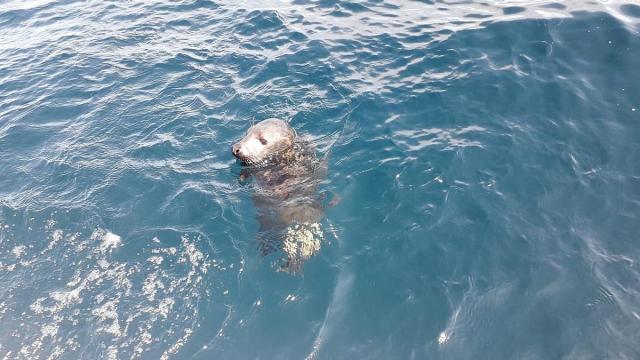Ejemplar de foca.