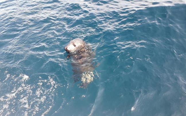 Ejemplar de foca.