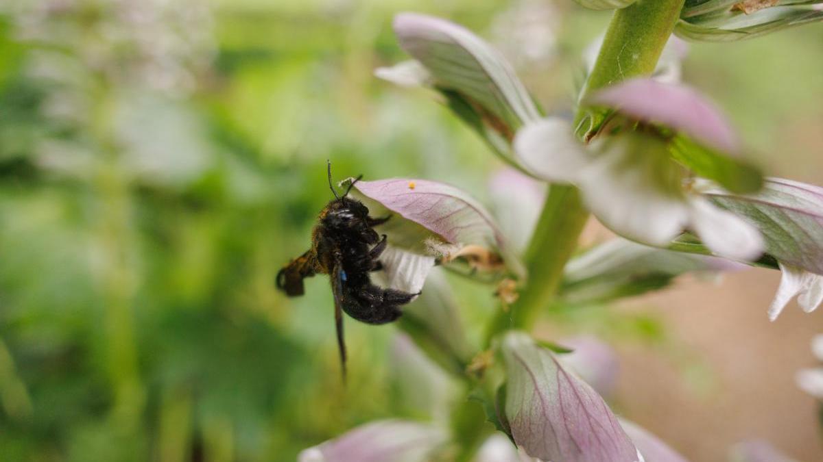 Una avispa en una flor.