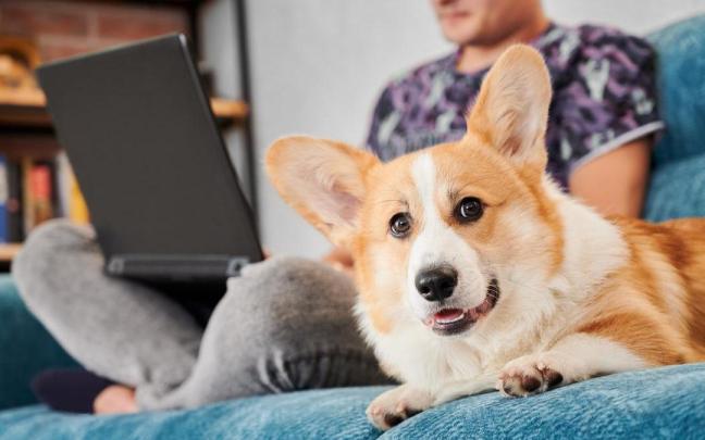 Un corgi descansa en el sofá junto a su dueño.