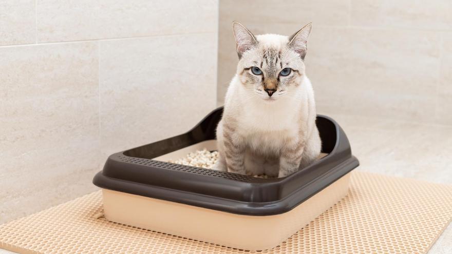 Cada gato querrá su baño privado y personal.