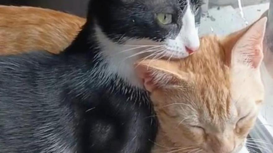 Oreo y Telmo, esperando familia desde junio