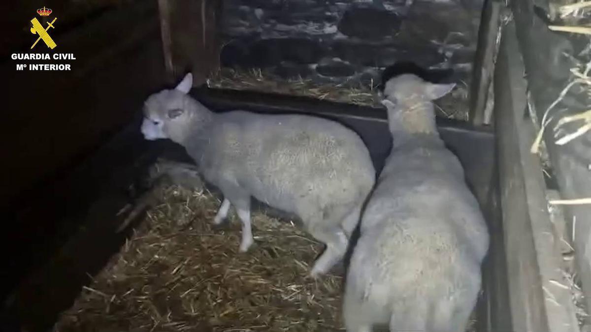 Dos de los corderos rescatados en la operación.