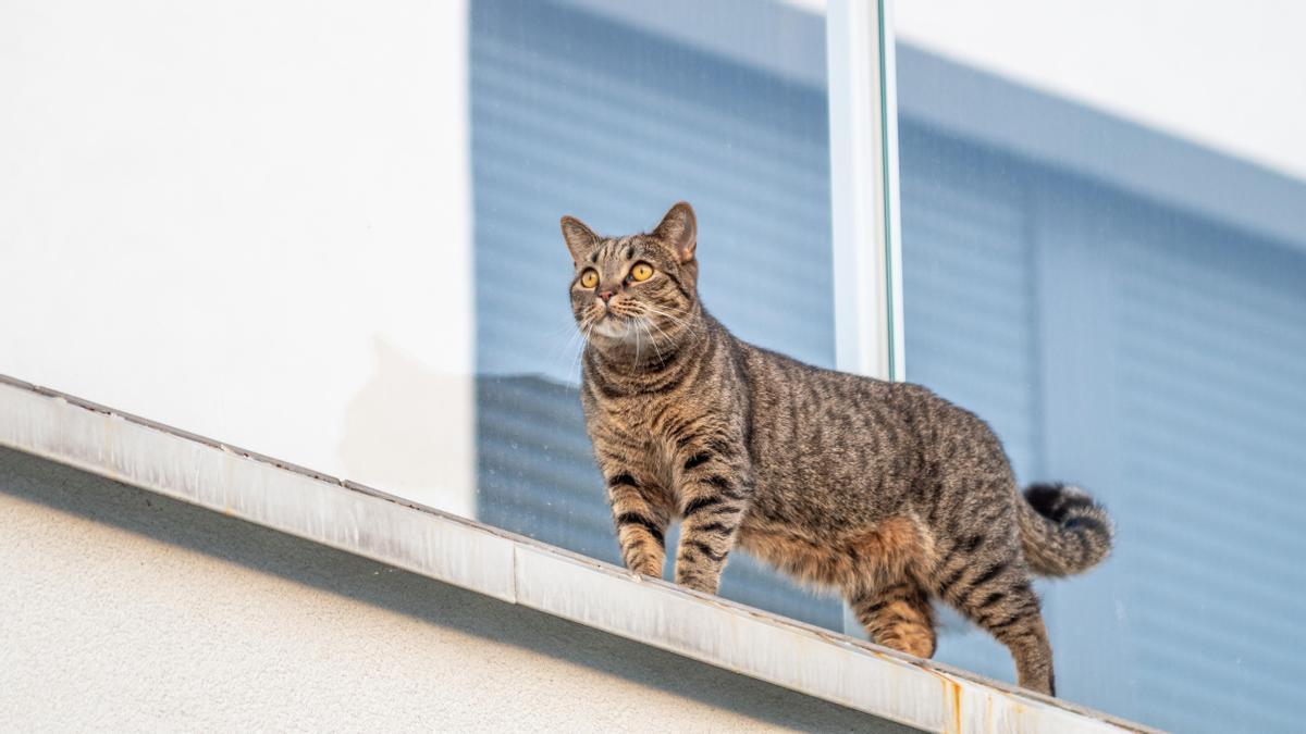 Un gato ajeno a esta historia, en el alféizar de una ventana.