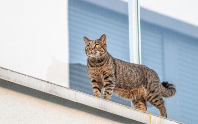 Un gato ajeno a esta historia, en el alféizar de una ventana.