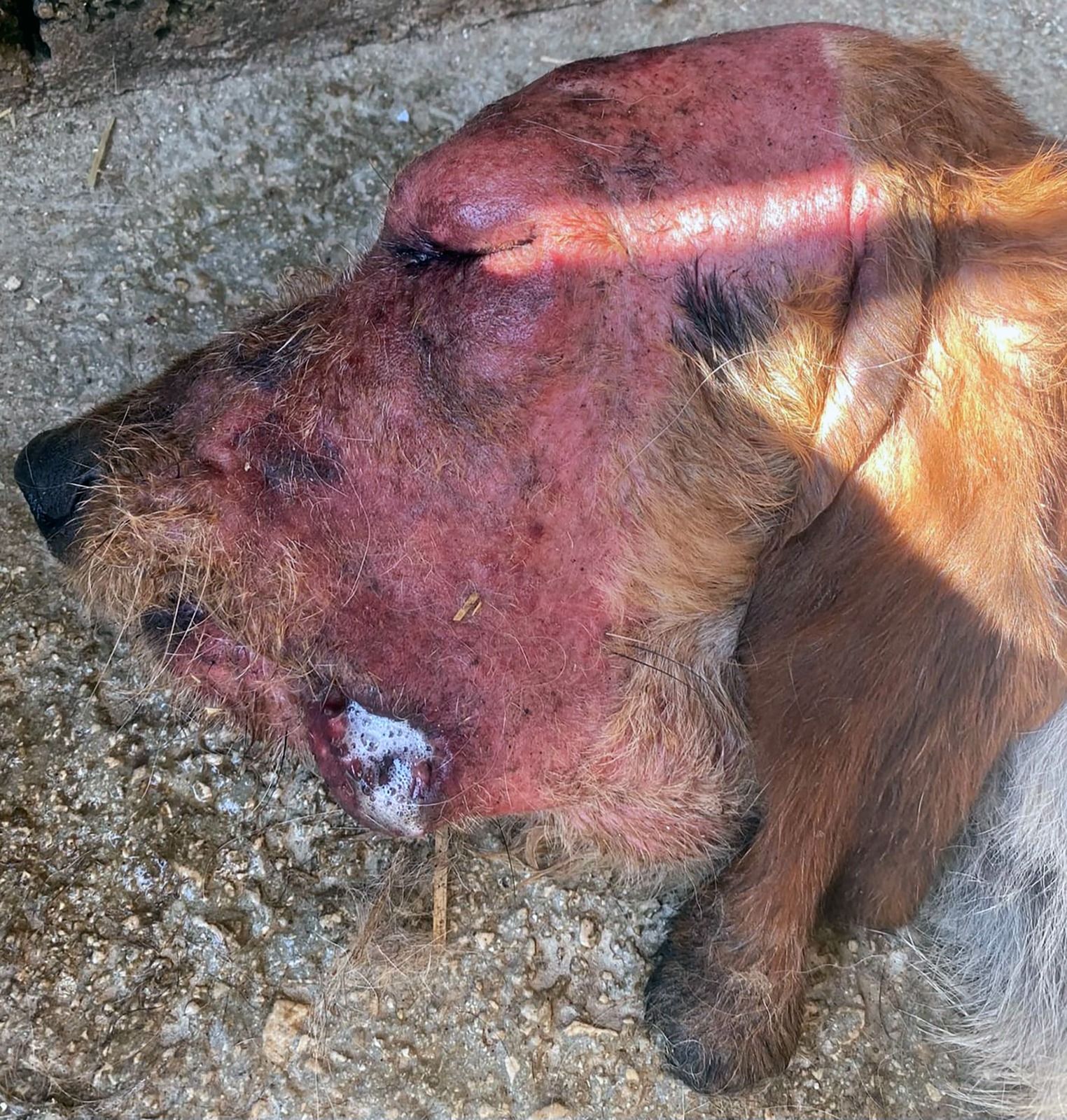 Aspecto de la cabeza del perro muerto por la enfermedad de Aujezsky. | FOTO: FNC