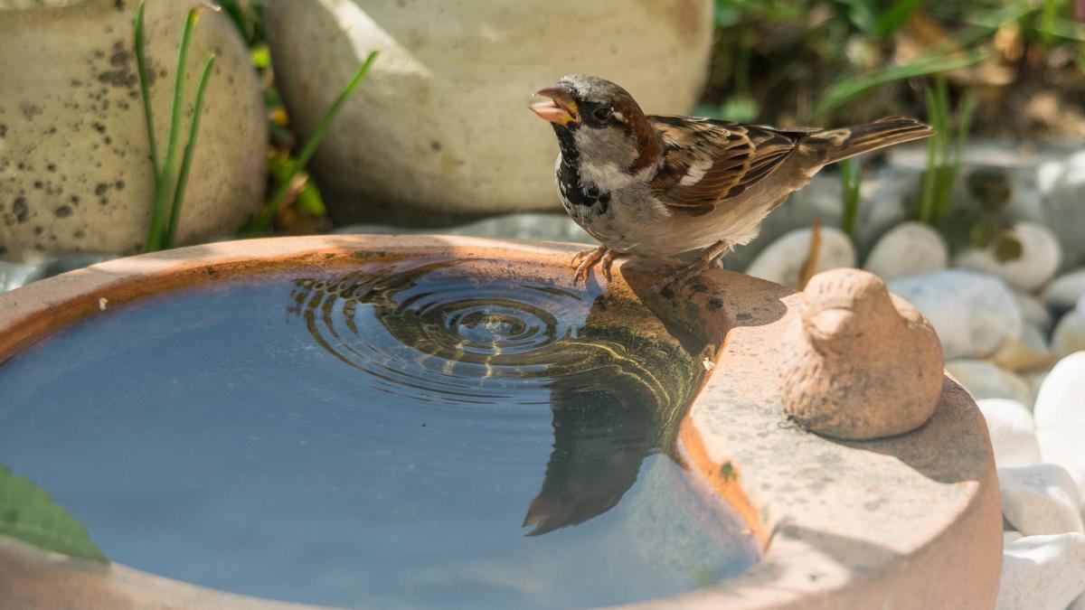 Un gorrión, ave urbana en retroceso, se refresca en un bebedero artificial.