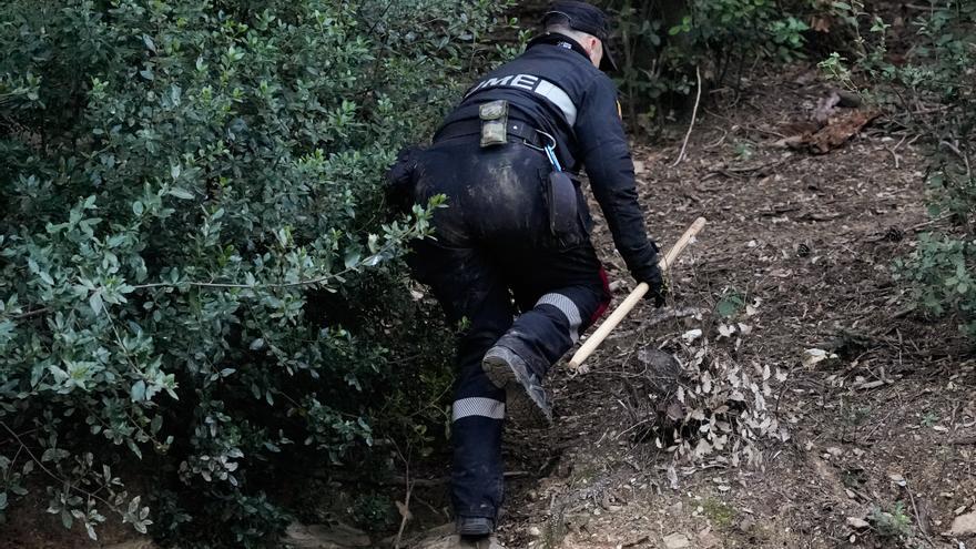 Así rastrean los perros el terreno para encontrar jabalís enfermos en Barcelona