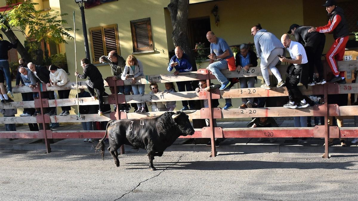 Encierro en Villaviciosa.