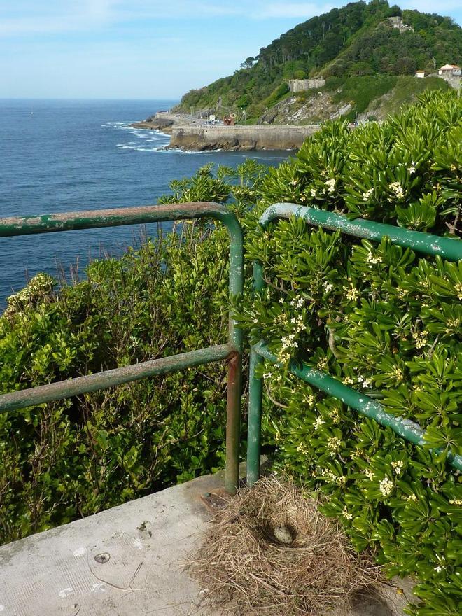Nido de gaviota patiamarilla en la isla de Santa Clara