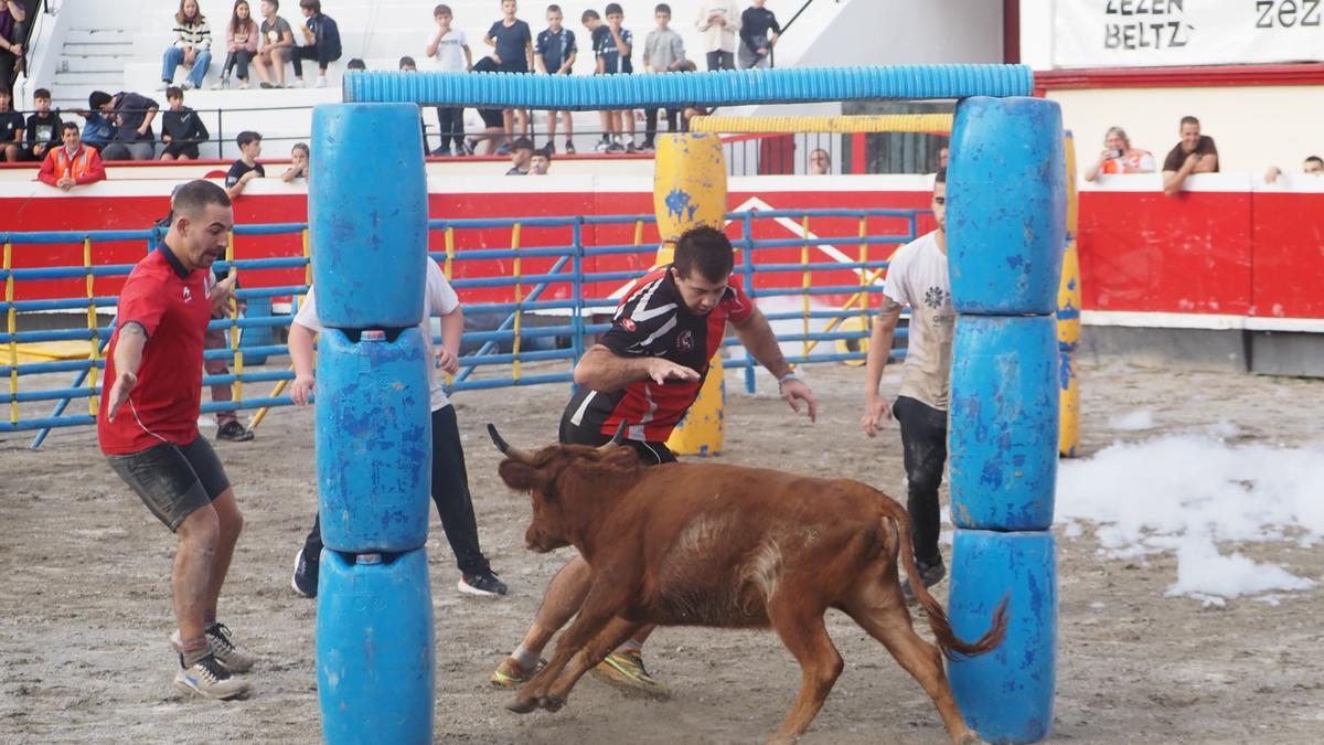 Las vaquillas van a ocupar una lugar destacado en las celebraciones a lo largo de los días 18 y 19 de octubre.