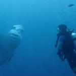 La CE ha reconocido la contribucion a la sostenibilidad marina de Azti.