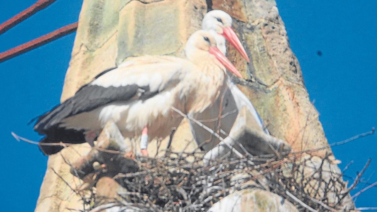 La pareja de cigüeñas, especie protegida, comenzó a principios de marzo a construir el nido.