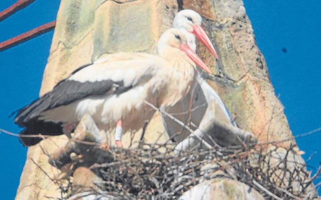 La pareja de cigüeñas, especie protegida, comenzó a principios de marzo a construir el nido.