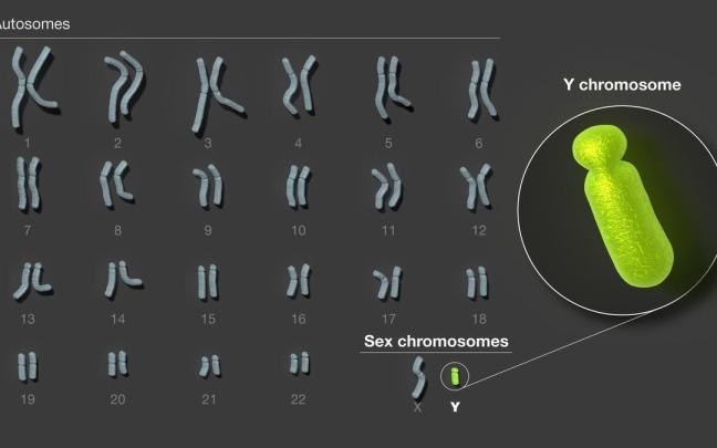 Descifrado el cromosoma sexual masculino, última pieza restante del genoma humano.