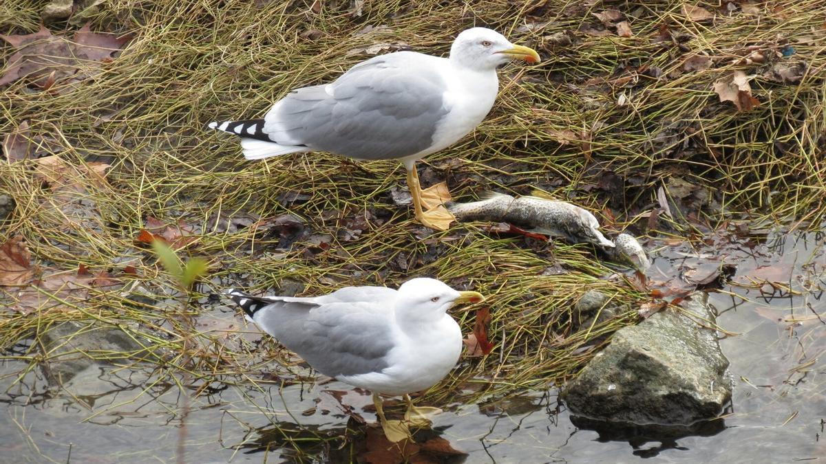 Gaviotas alimentándose en el estuario del Oria.