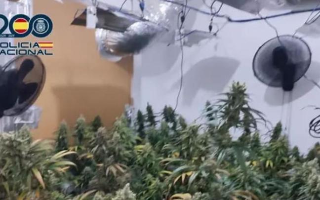 Interior de una de las habitaciones que usaba el matrimonio para cultivar marihuana.