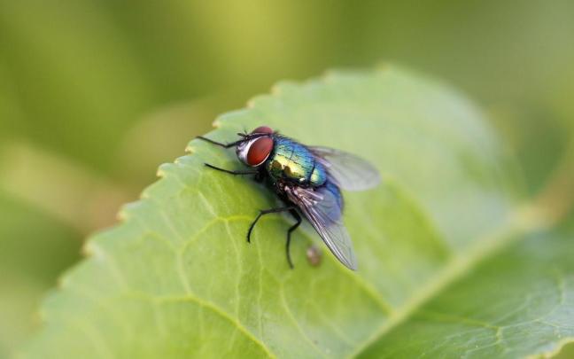 Precaución con las moscas en verano.