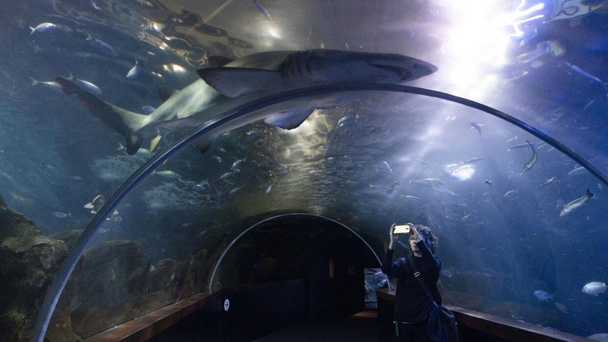 Túnel del Aquarium.