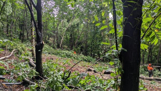 Trabajos forestales en Jaizkibel.