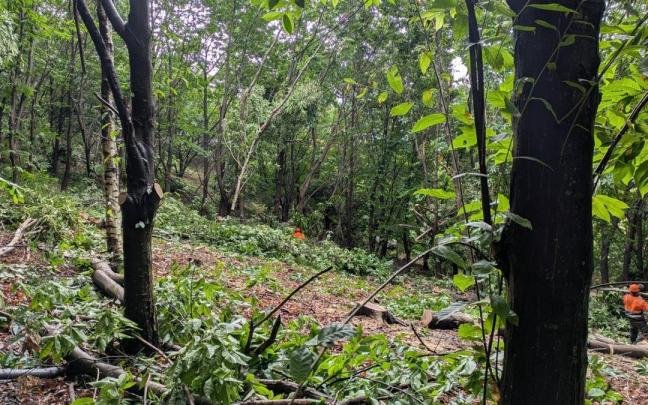 Trabajos forestales en Jaizkibel.