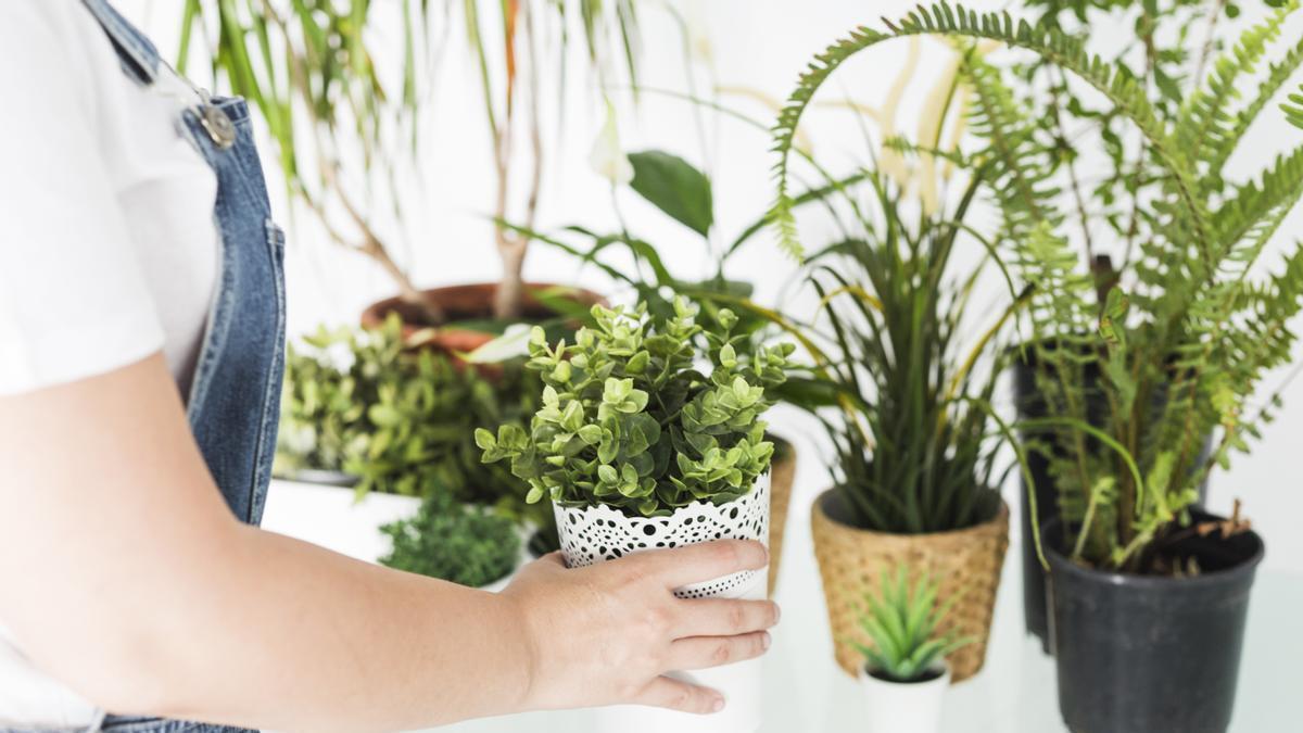 Plantas del hogar