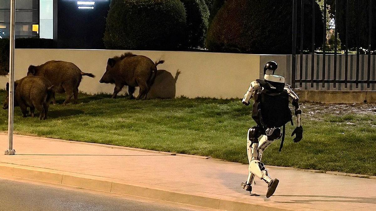 El robot humanoide Edward Warchocki persigue a varios jabalís por las calles de Varsovia (Polonia)