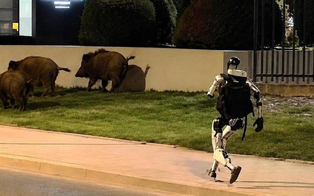 El robot humanoide Edward Warchocki persigue a varios jabalís por las calles de Varsovia (Polonia)