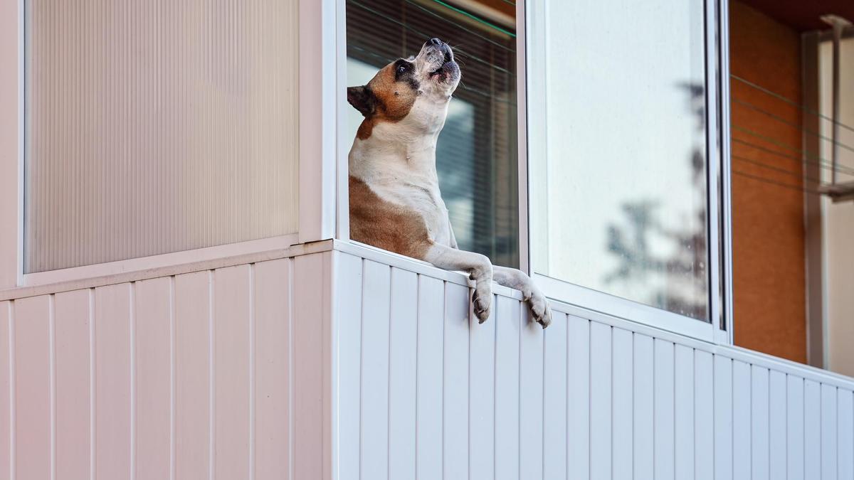 Un perro aúlla desde la ventana de su casa reclamando atención.