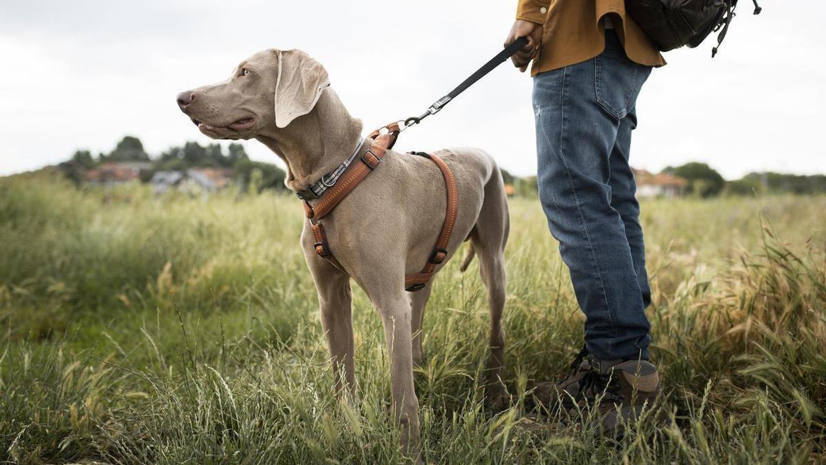 Braco de Weimar con arnés pasea junto a su dueño por el monte