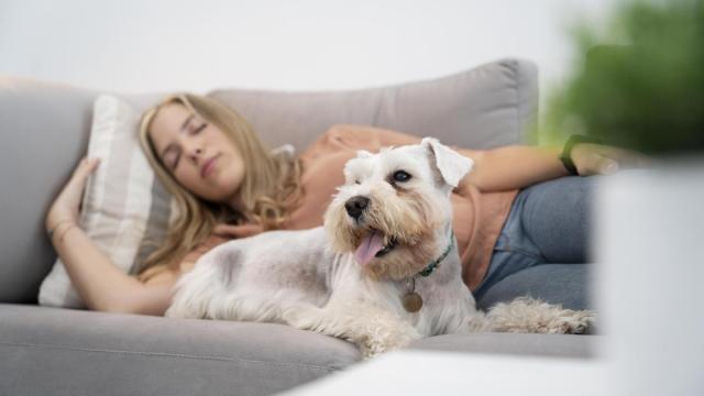 Perro tumbado en el sofá junto a su dueña.