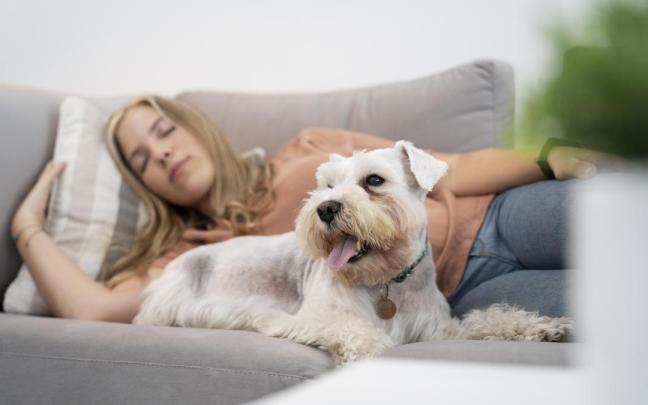 Perro tumbado en el sofá junto a su dueña.