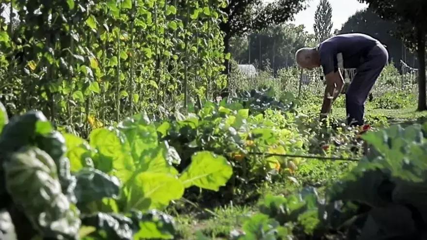 Gasteizko Urarteko udal baratzeak ustiatu ahal izateko eskaera egiteko epea ireki dute azaroaren 21era arte.