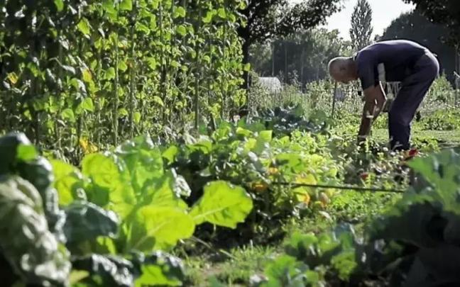 Gasteizko Urarteko udal baratzeak ustiatu ahal izateko eskaera egiteko epea ireki dute azaroaren 21era arte.