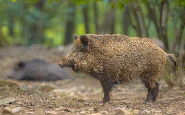 Jabalí.