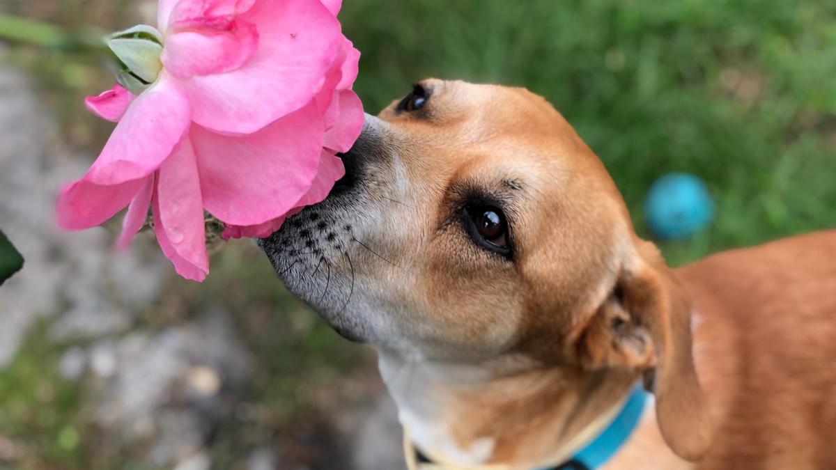 La primavera es la ocasión perfecta para que nuestras mascotas exploren nuevos lugares y disfruten de nuevos olores.