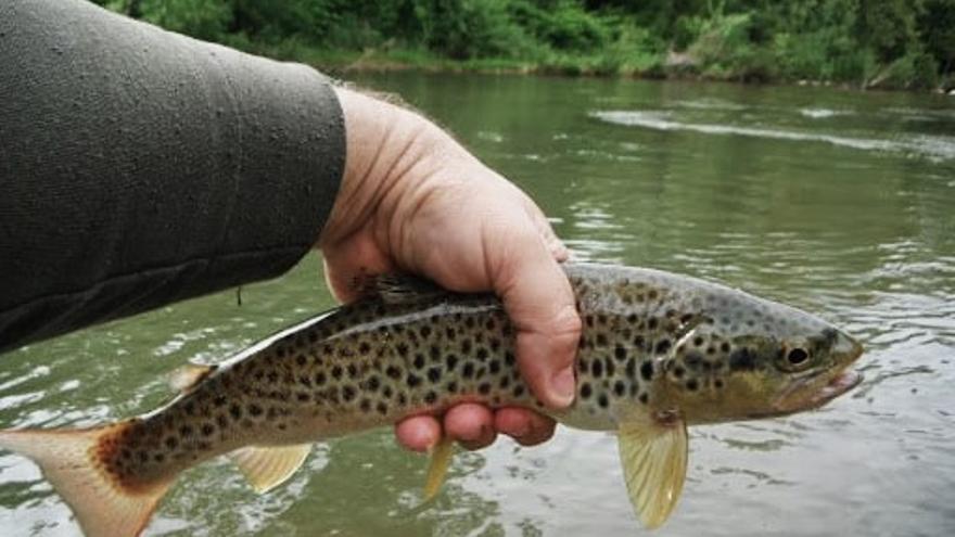 La pesca de la trucha atrae a muchos turistas a la zona.