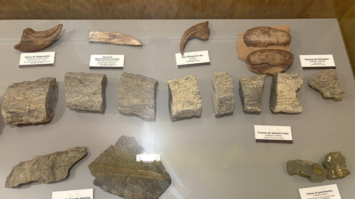Fósiles, dientes, garras... en el Museo Cretácico.