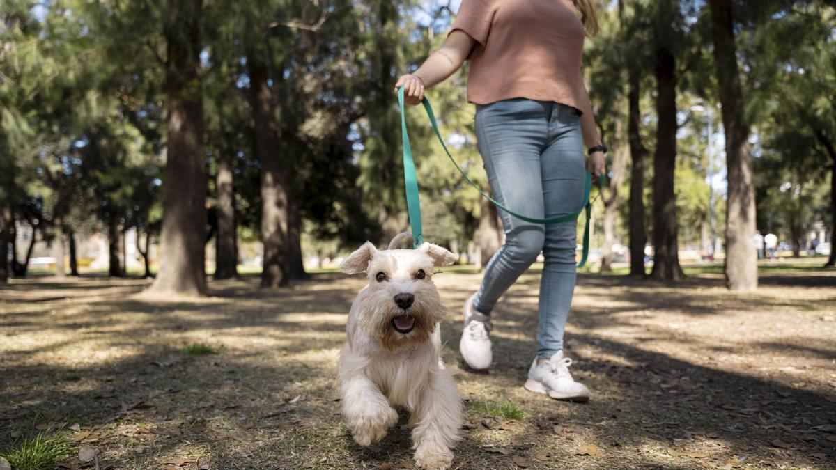 Perro pasea junto a su dueña.