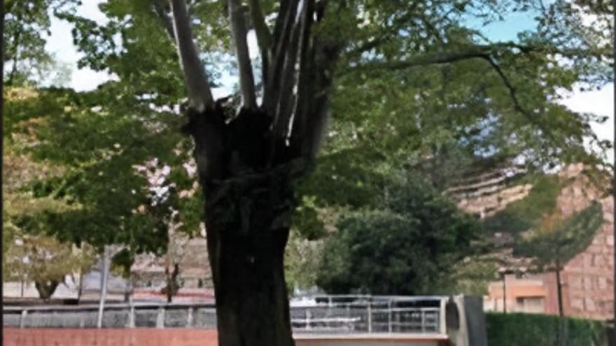 La tala del tilo se llevará a cabo esta semana