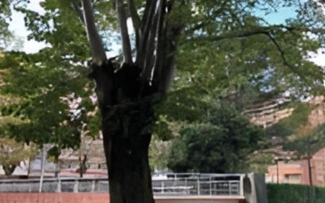 La tala del tilo se llevará a cabo esta semana