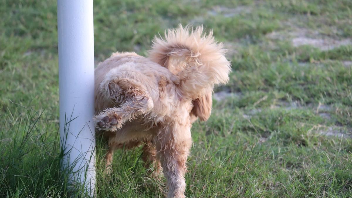 Un perro orina en un poste de un parque.