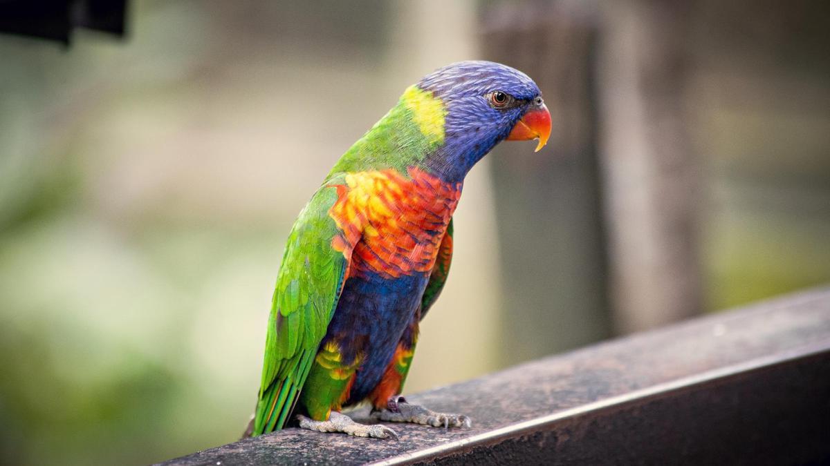 Loro arcoíris posado en una barandilla.